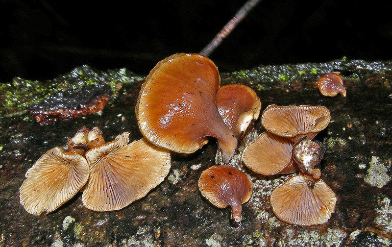 Avete voglia di funghi di oggi....guardate questo post.